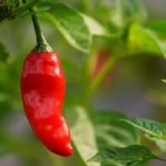 Paprika: vse za vzgojo najlepših paprik do sedaj